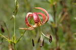 Turk's cap lily